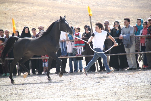 گزارش تصویری دومین همایش زیبایی اسب در اراک