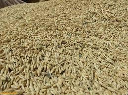 گزارش خرید بذر گندم و جو در استان مرکزی 